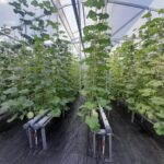Greenhouse Hidroponik Melon NFT Skala Bisnis