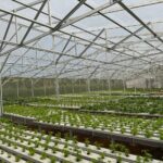 greenhouse hidroponik baja ringan